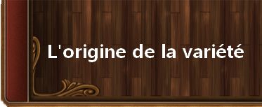  Explications sur le planchage